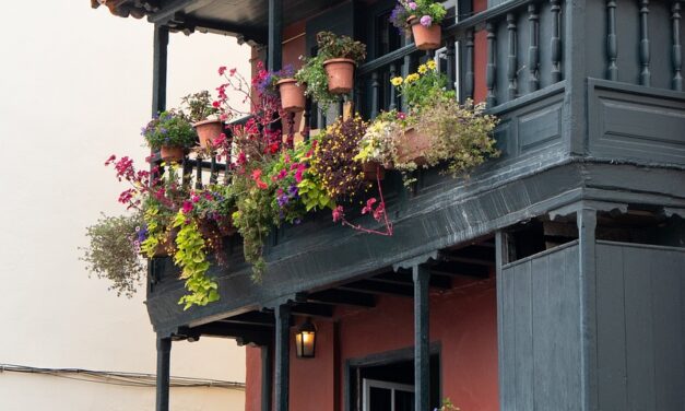 Îngrijirea plantelor de balcon în timpul toamnei
