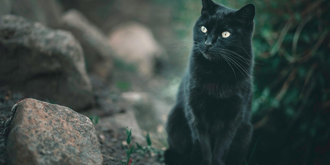 Superstiții și credințe populare: Ce mai credem (sau nu) în zilele noastre