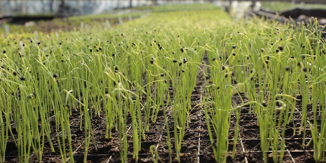 Ghid pentru construirea unui solar: sfaturi utile