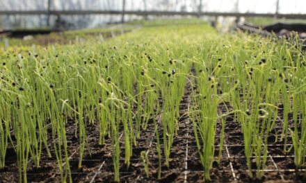 Ghid pentru construirea unui solar: sfaturi utile