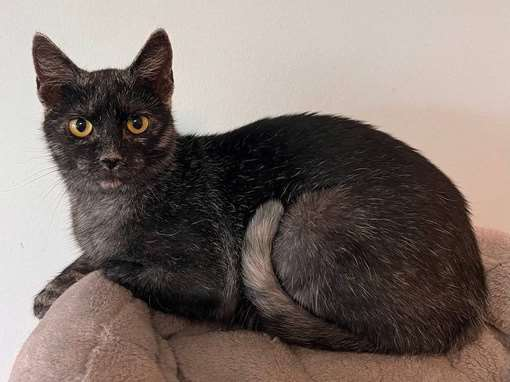 Merită să adopți o pisică transilvană? Trăsăturile primei rase românești în curs de omologare