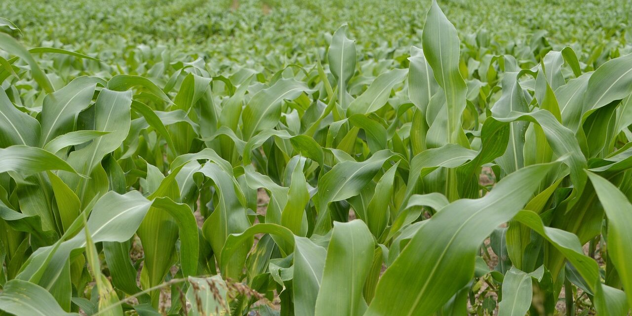 Se anunță un an agricol cu recolte record în România