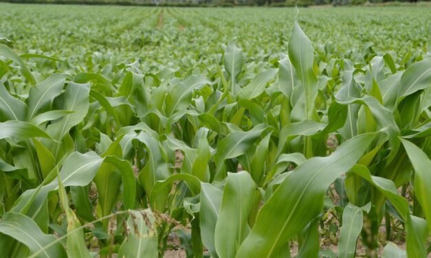 Se anunță un an agricol cu recolte record în România